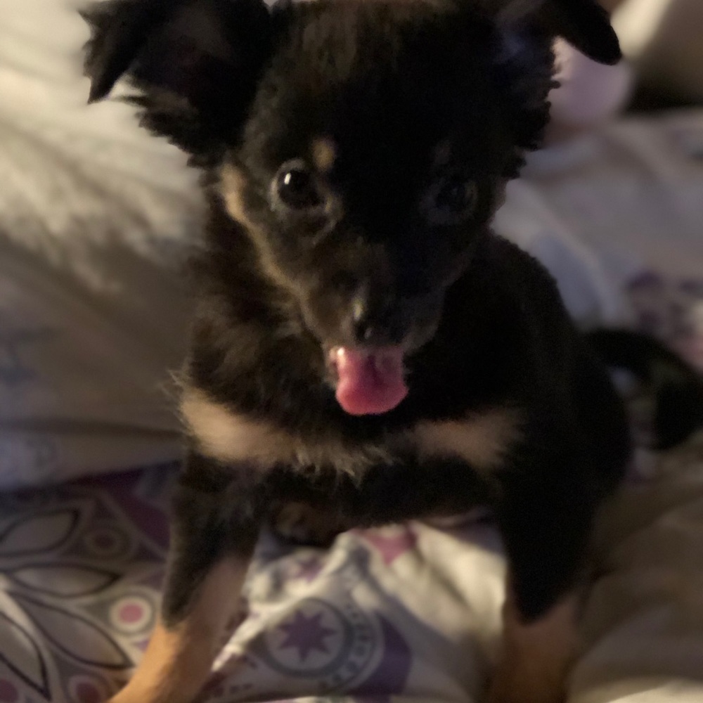 Meet your Posher, Shells